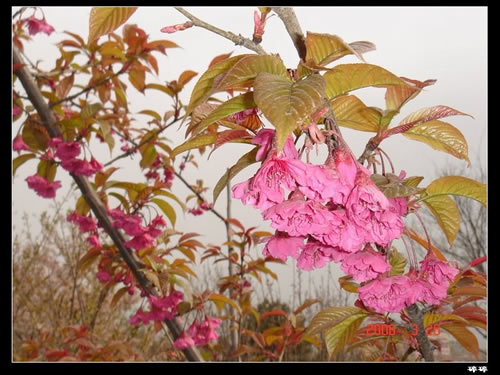 青龙寺樱花：千年沧桑中那点樱红