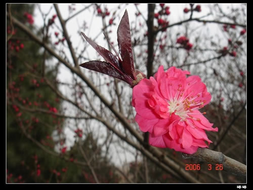 青龙寺樱花：千年沧桑中那点樱红