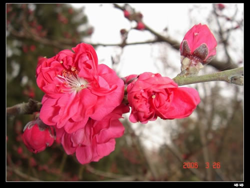 青龙寺樱花：千年沧桑中那点樱红