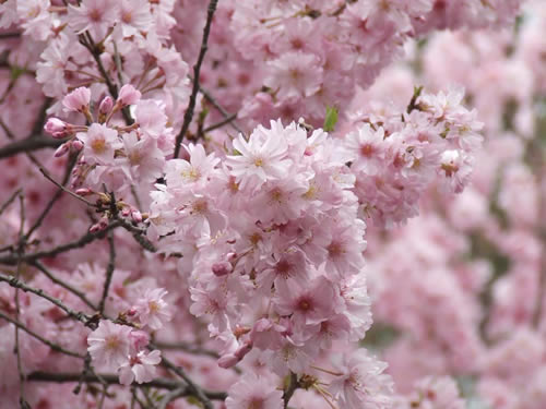 青龙寺樱花：千年沧桑中那点樱红