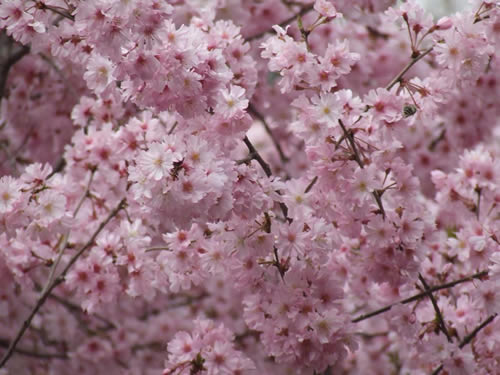 青龙寺樱花：千年沧桑中那点樱红