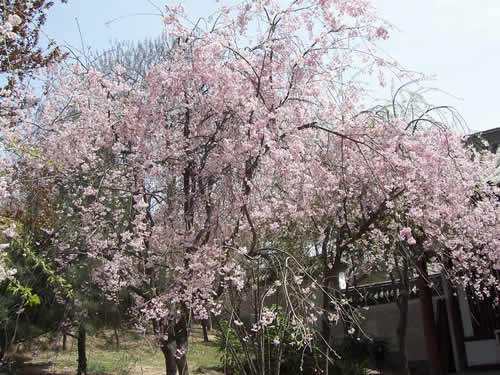 青龙寺樱花：千年沧桑中那点樱红