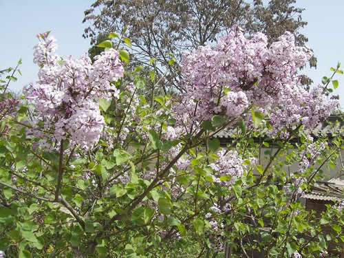 青龙寺樱花：千年沧桑中那点樱红