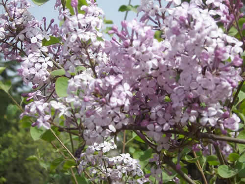 青龙寺樱花：千年沧桑中那点樱红