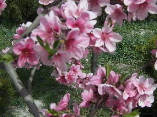 青龙寺樱花：千年沧桑中那点樱红