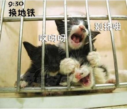 猫咪搞笑屌丝表情 演绎上班族的一天