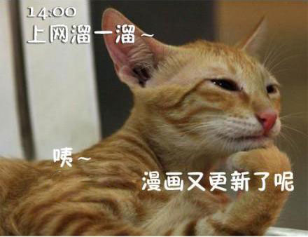 猫咪搞笑屌丝表情 演绎上班族的一天