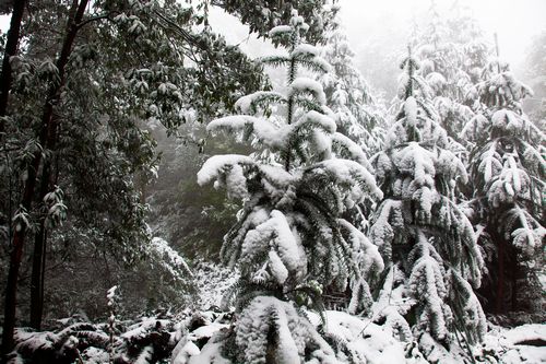 威远县慈姑塘雪景