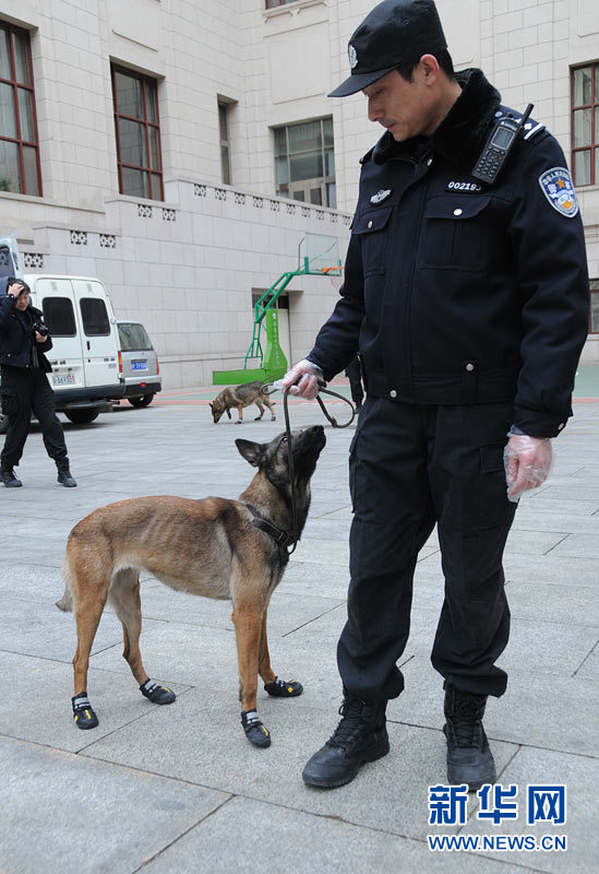 警犬“助阵”两会安保工作：大会堂内细致检查