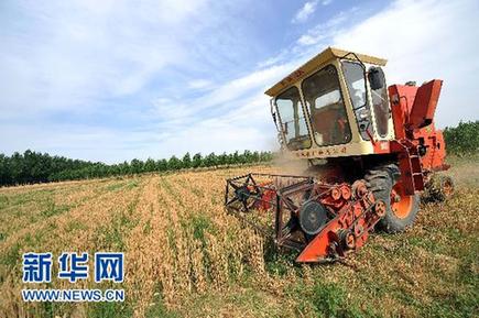 全国夏粮增产已成定局 冬小麦实现“八连增”