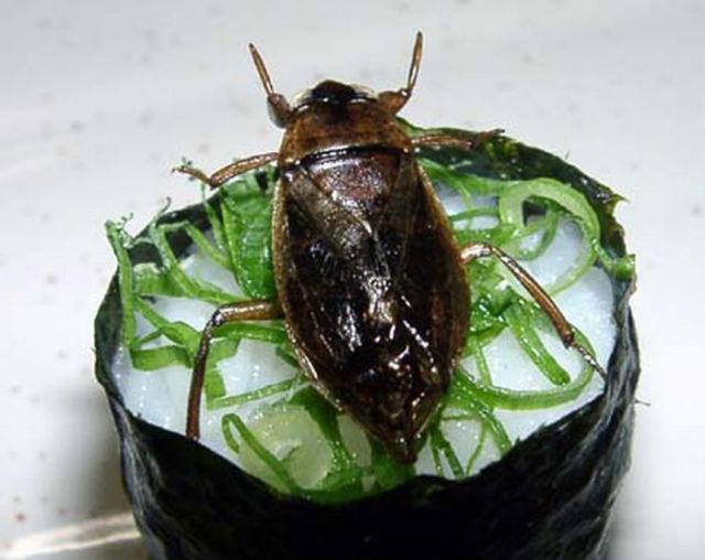 重口味:昆虫寿司你敢吃吗?