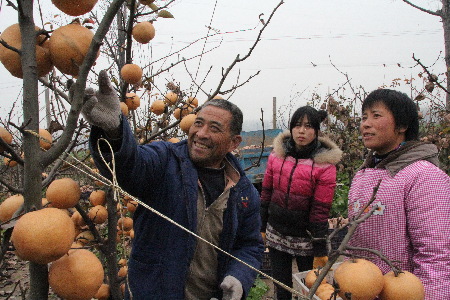 河南原阳：基层村支书的“晚秋梨王”富民路