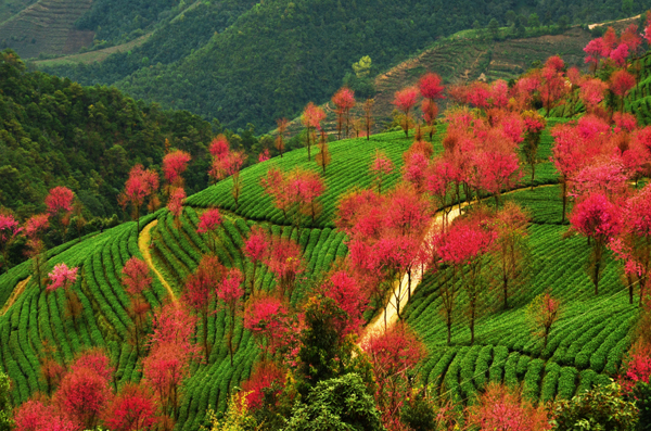 南涧无量山：冬日樱花迷人眼