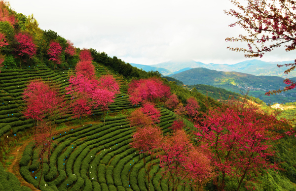 南涧无量山：冬日樱花迷人眼