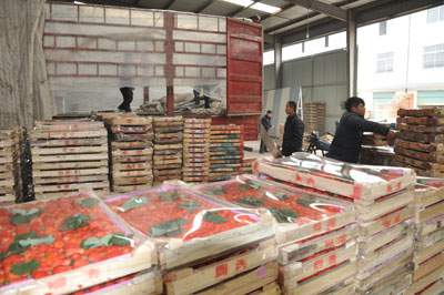 长丰草莓日外销量近20万斤