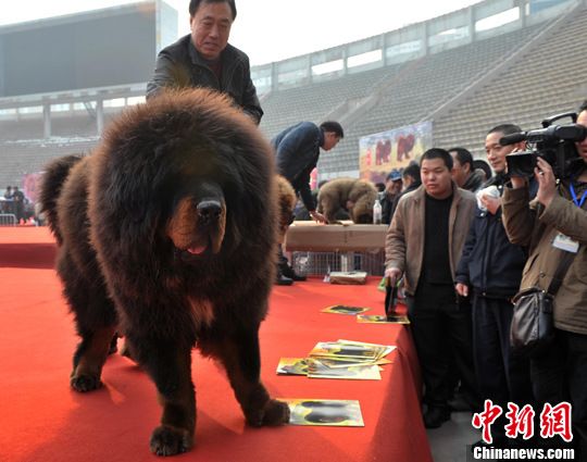 天价藏獒“惊天兽”亮相河北 力大如牛壮如雄狮