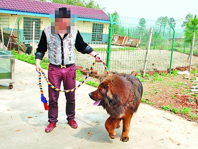 野觅食闯进藏獒基地 护崽藏獒咬死入侵者