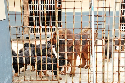 野觅食闯进藏獒基地 护崽藏獒咬死入侵者