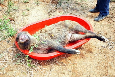 野觅食闯进藏獒基地 护崽藏獒咬死入侵者