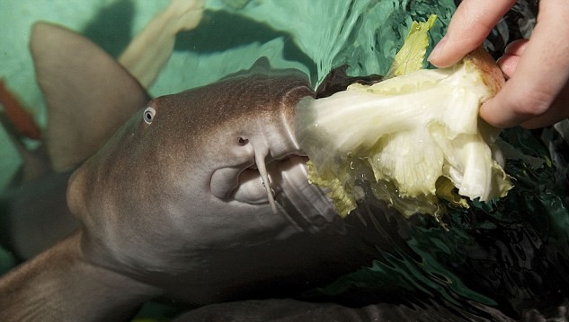 手术后遗症？世界上第一条素食鲨鱼爱吃芹菜