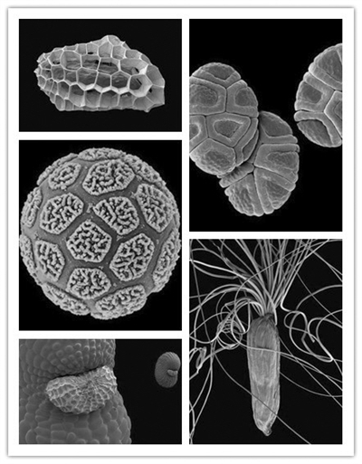 全球近3.4万种植物濒临灭绝 种子银行为生物多样性备份