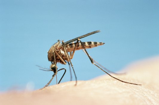 6种人最爱招蚊子 看看你是哪种？