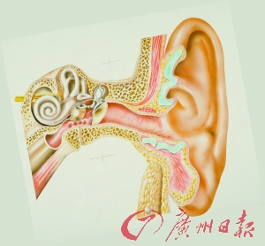 研究显示：甜言蜜语对着左耳说更有效