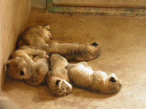 沈阳怪坡东北虎园“玫瑰”母狮平安产6只幼狮