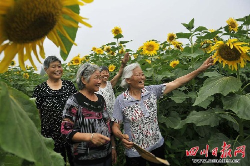 绵竹开辟千亩花田体验观光农业