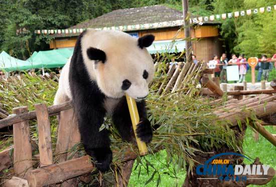汶川地震寄养云南大熊猫返乡
