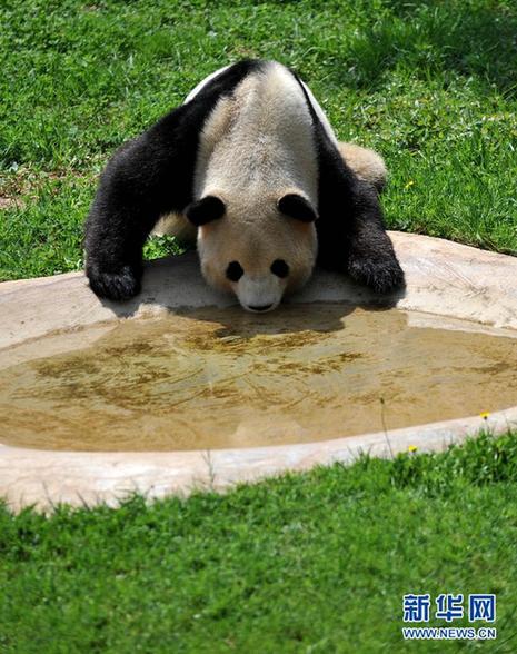 大熊猫思嘉在云南的最后一个生日(高清)