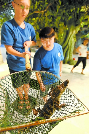 北京一小区公共水池惊现鳄鱼 具相当强攻击能力