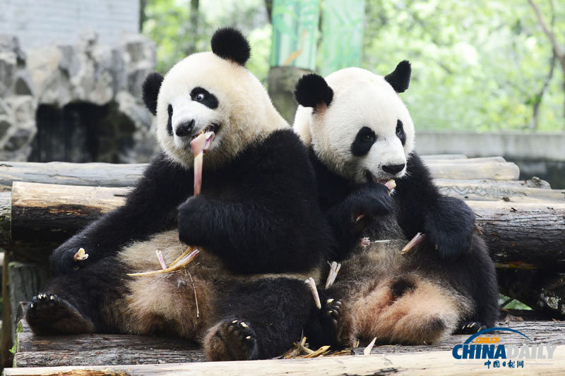 杭州动物园为大熊猫举办生日会