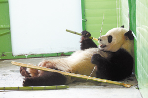 石家庄动物园:大熊猫朵朵和娅祥的幸福生活(图)