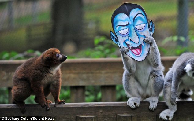 滑稽！英动物园猴子戴万圣节面具吓同伴(组图)