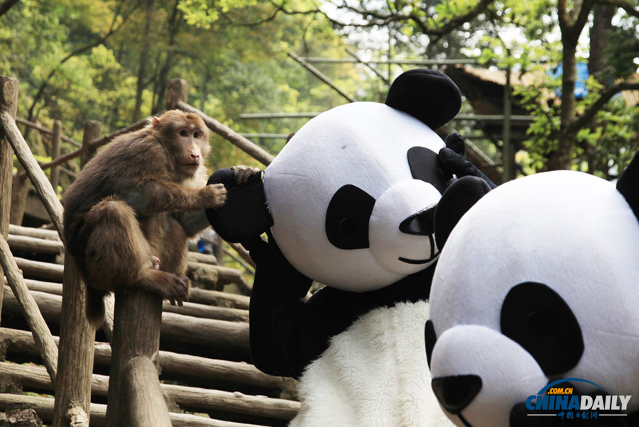 “大熊猫”峨眉山巧遇“灵猴”