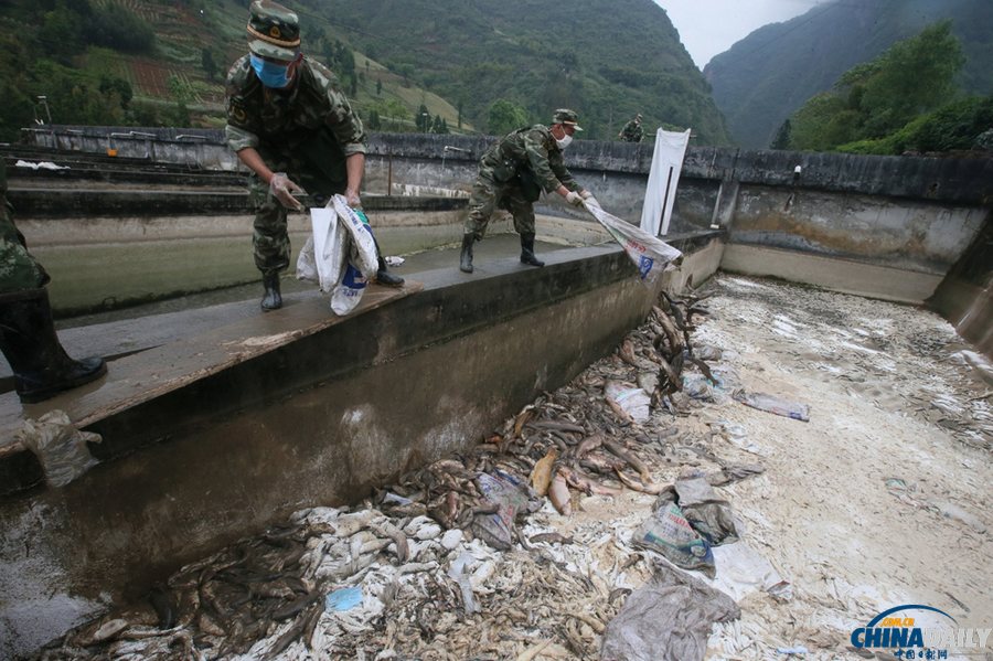 芦山县清仁乡养殖基地十余吨鱼死亡