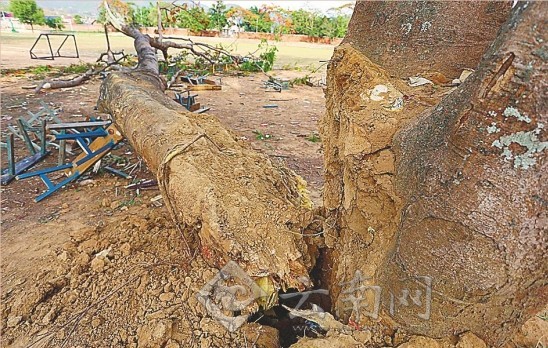 云南普洱一中学演讲时大树倒塌致1死28伤