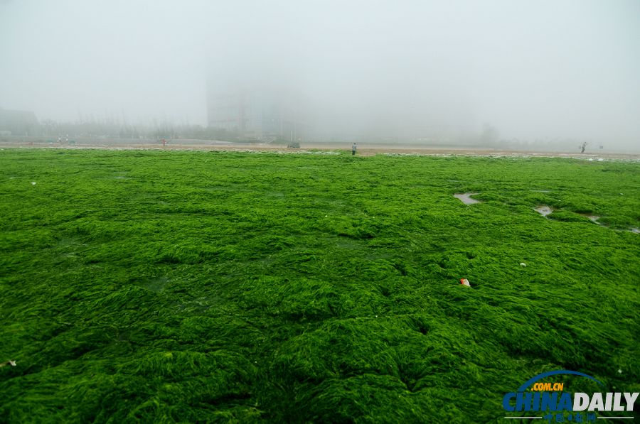 一起去青岛看草原！浒苔入侵海水浴场沙滩变草原