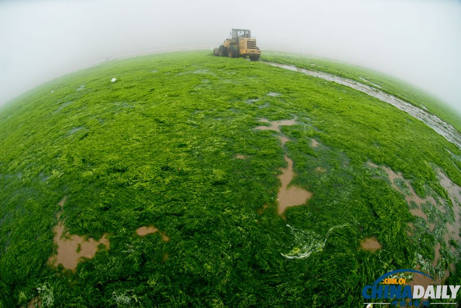 一起去青岛看草原！浒苔入侵海水浴场沙滩变草原