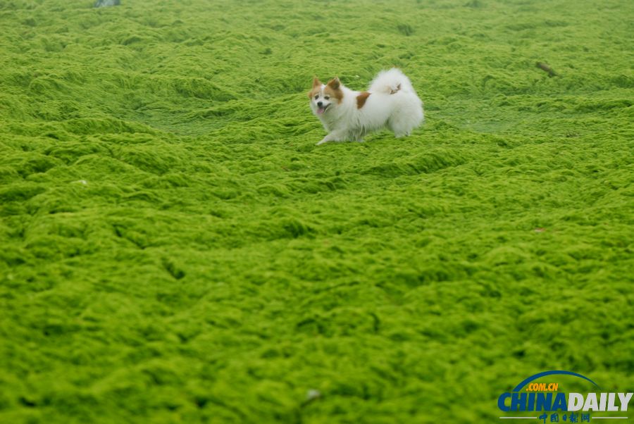 一起去青岛看草原！浒苔入侵海水浴场沙滩变草原