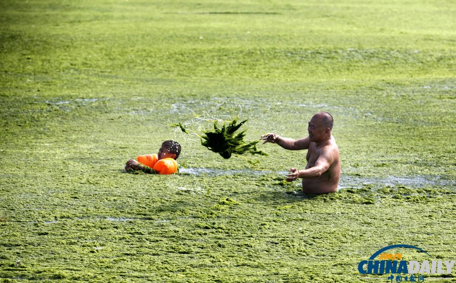 青岛迎入夏最大规模浒苔登陆