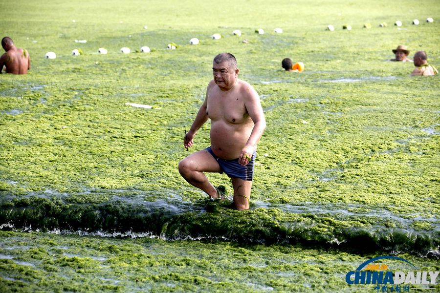 青岛迎入夏最大规模浒苔登陆