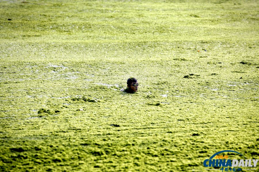 青岛迎入夏最大规模浒苔登陆