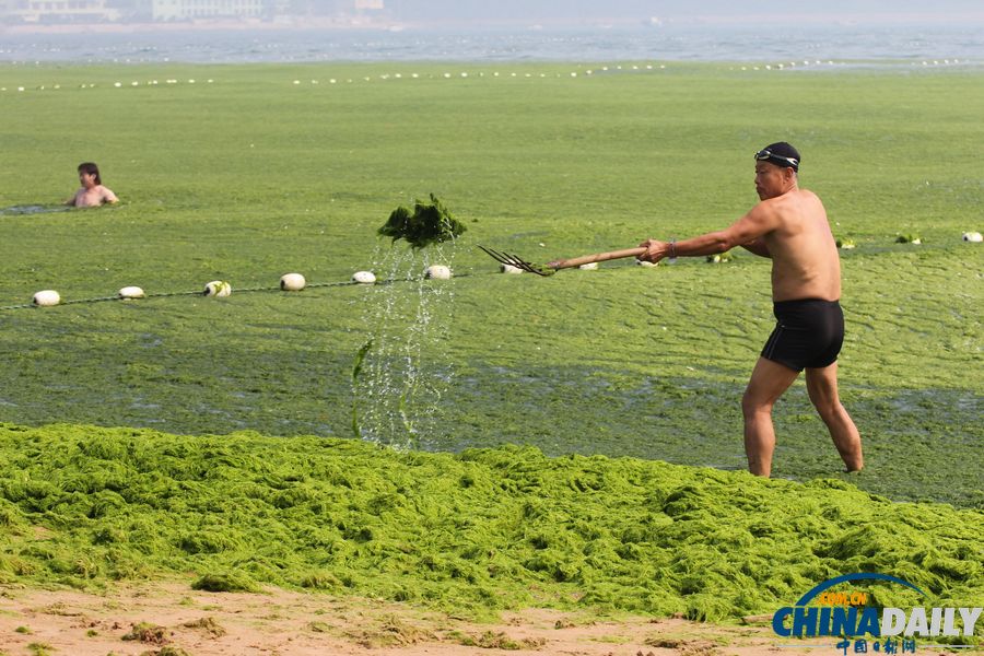 青岛迎入夏最大规模浒苔登陆