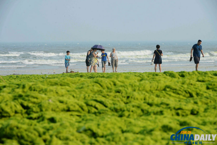 台风“苏力”助浒苔再扰青岛