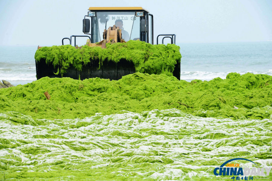 台风“苏力”助浒苔再扰青岛