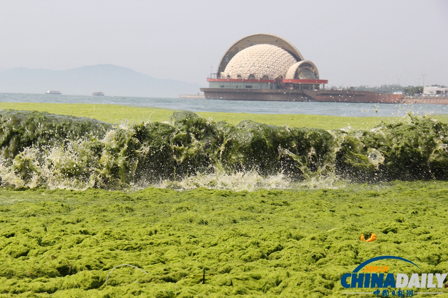 青岛：应急响应降级 浒苔进入消亡期