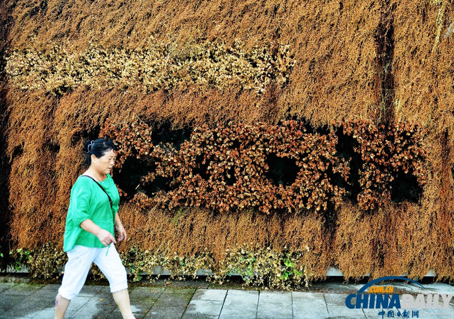 杭州极端高温“烤焦”绿化墙