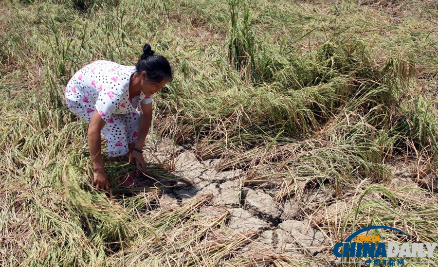 高清：湖南邵阳旱情持续发展 4万人出现饮水困难